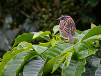 Rufous-collared Sparrow Thumbnail