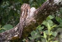 Potoo with Chick Thumbnail