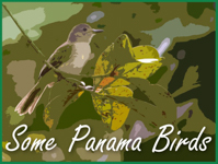 Some Panama Birds Thumbnail
